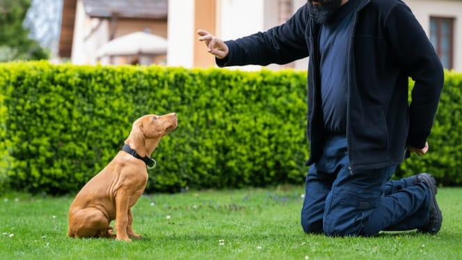 Un chien en pleine session d'éducation