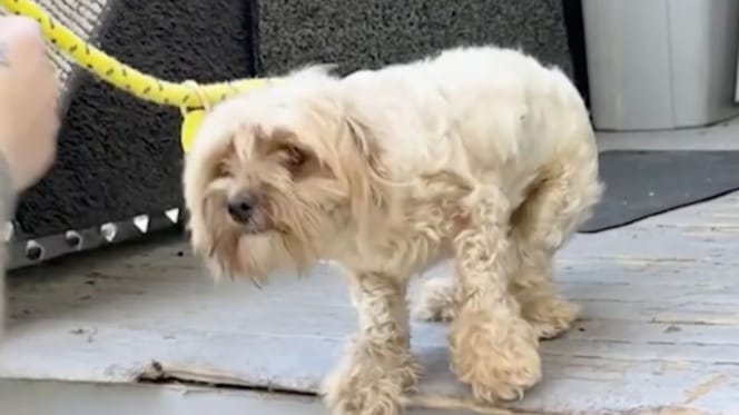 Een zwerfhond