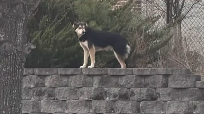 Ein herrenloser Hund auf der Straße