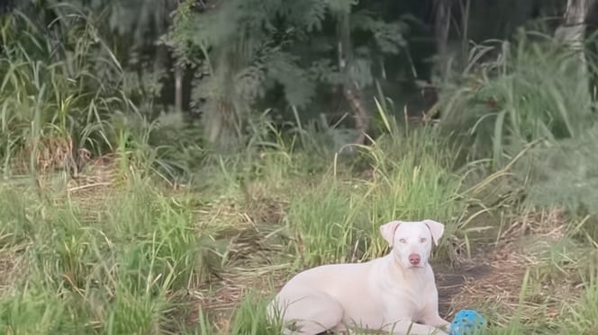 Un chien errant dans l'herbe