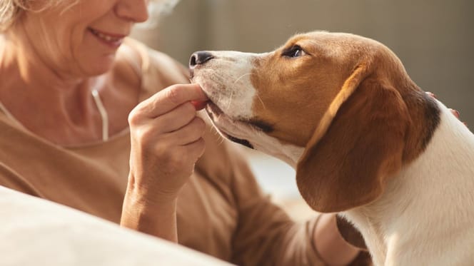 Un cane e la sua padrona