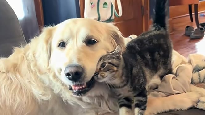 Un chien et un chat complices