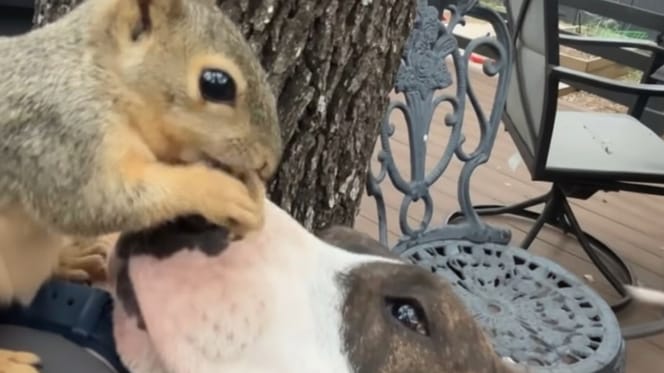 Un chien et un écureuil amis