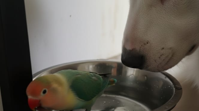 Un chien et un oiseau sont amis