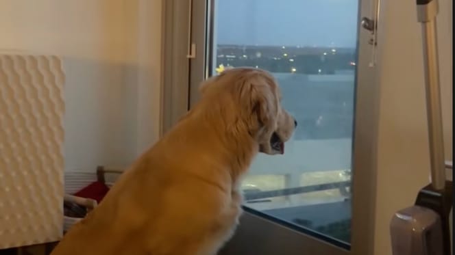 Un chien Golden regarde par la fenêtre