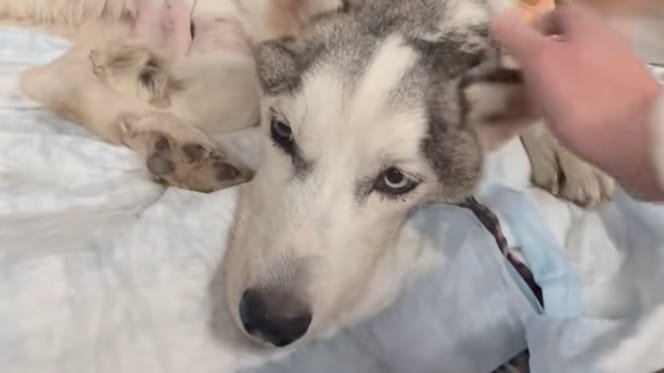 Bardzo chory pies husky