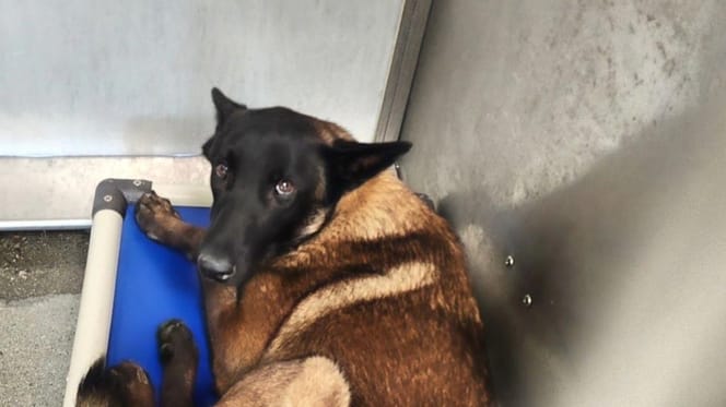 Un chien 'inadoptable' dans un refuge