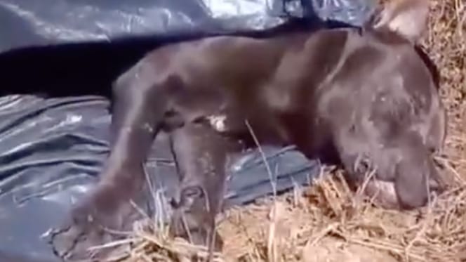 Un chien inerte