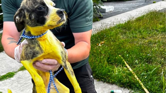 Un chien jaune