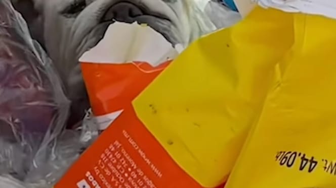 Un chien jeté dans une poubelle