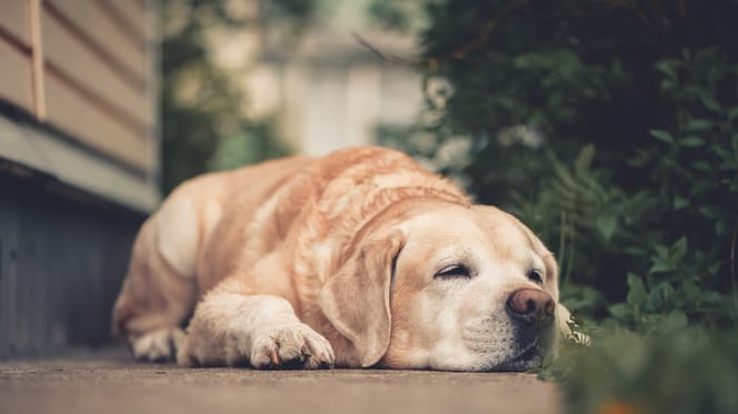 Un cane labrador sdraiato per terra