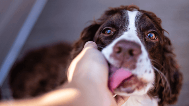 Un chien lèche la maison de son propriétaire