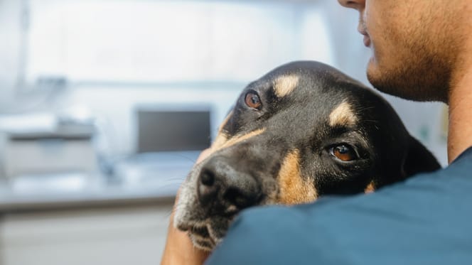 Un chien malade dans un centre vétérinaire