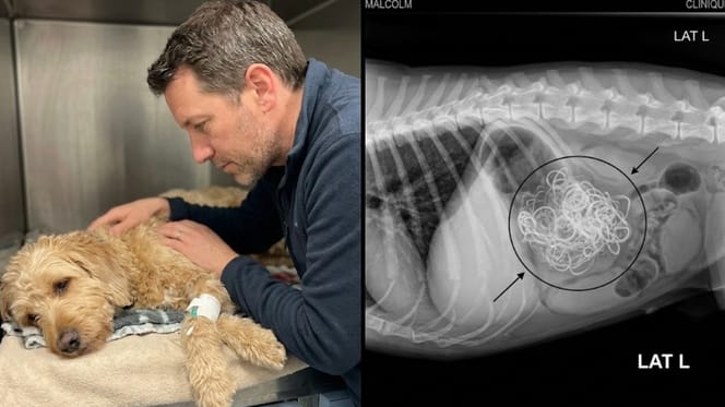 Ein kranker Hund und sein Magen-Röntgenbild