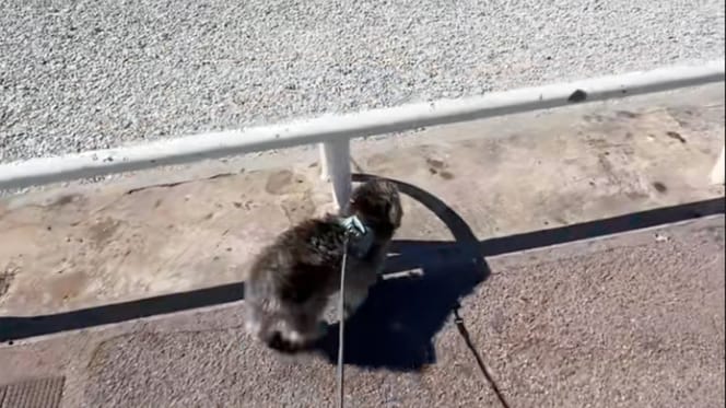 Un chien maltipoo à la plage