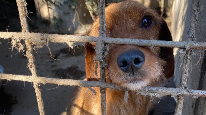 Un chien maltraité dans une cage sale