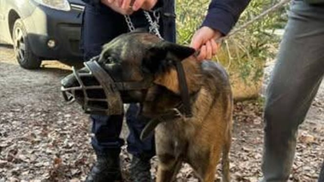 Een gemuilkorfde hond achtergelaten voor een gesloten school