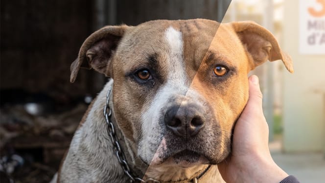 Un chien négligé