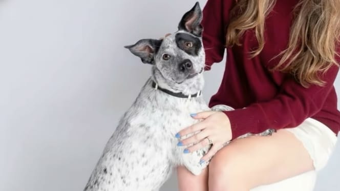 Ein schwarz-weißer Hund