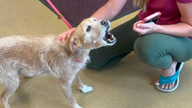 Ein verlorener Hund wird von seinen Menschen wiedergefunden