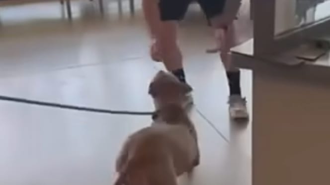 Un chien perdu retrouve son humain