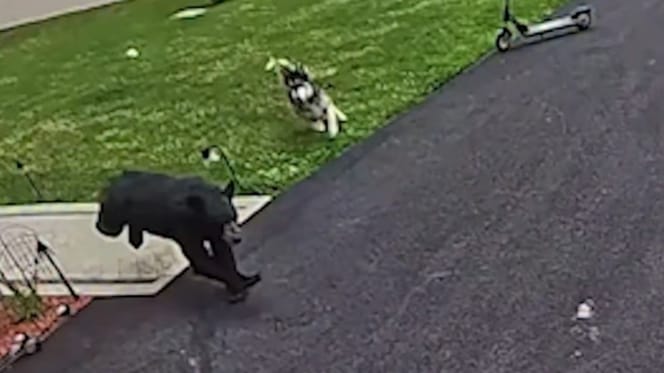 A dog chasing bear