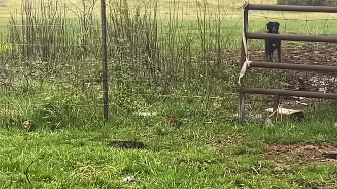 Een hond in de buurt van een boerderij