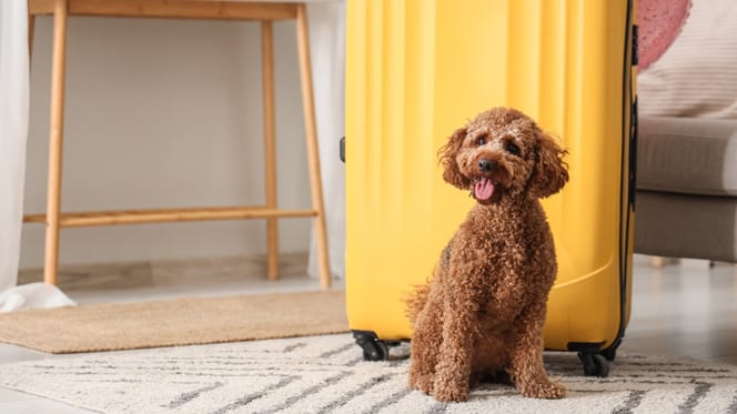 Un chien près d'une valise pour partir en weekend