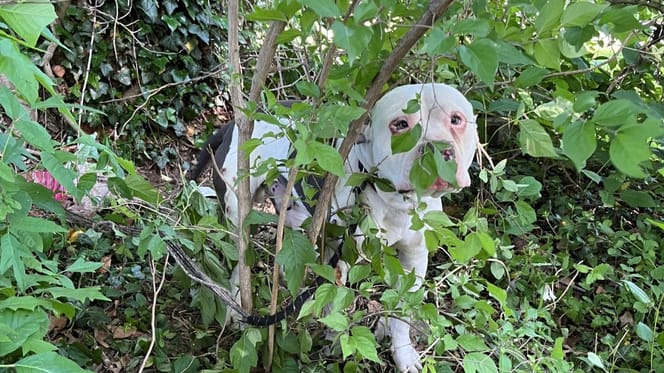 Ein Hund in einem Busch gefangen