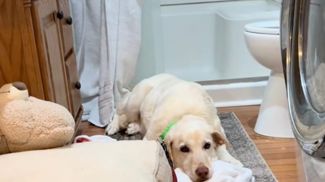 Un cane raggomitolato in un angolo