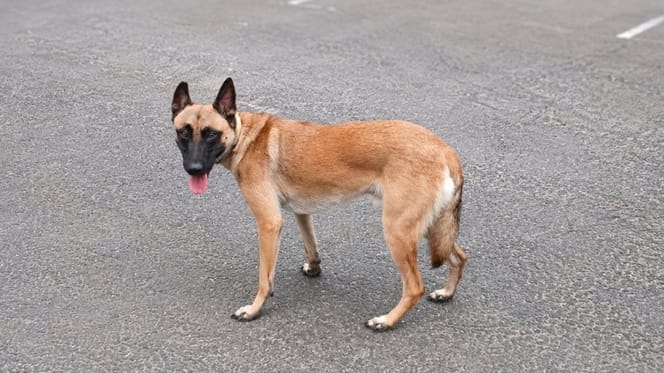 Un chien qui a échappé à l'euthanasie