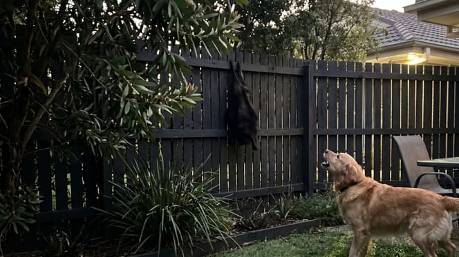 Een hond die blaft naar een kleine verrassingsgast