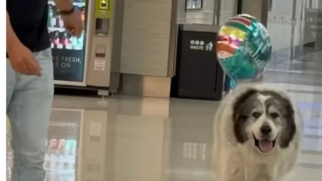 Ein Hund wartet mit Luftballons am Flughafen auf seinen Menschen