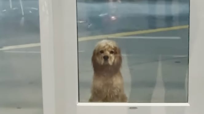 A dog waiting in the rain