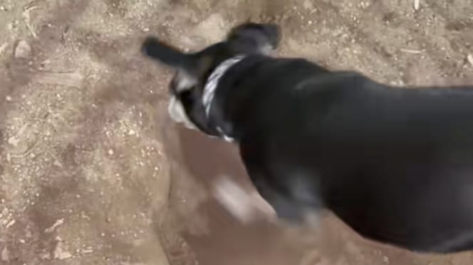 A dog digging a hole in the ground