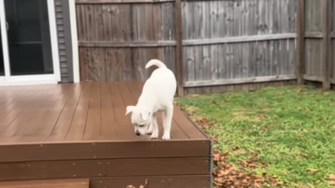 Een hond die voor het eerst zijn tuin ontdekt