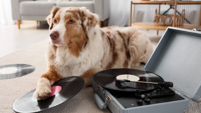 A dog listening to music