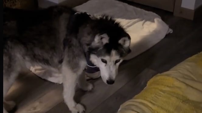 Een hond die 's nachts ronddwaalt