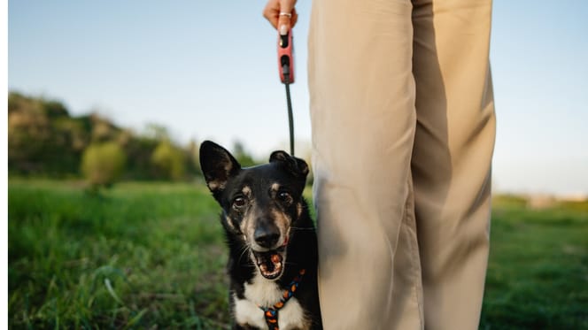 Un chien qui fait un sourire