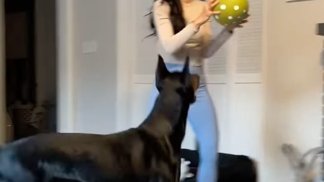 Un chien qui joue au ballon