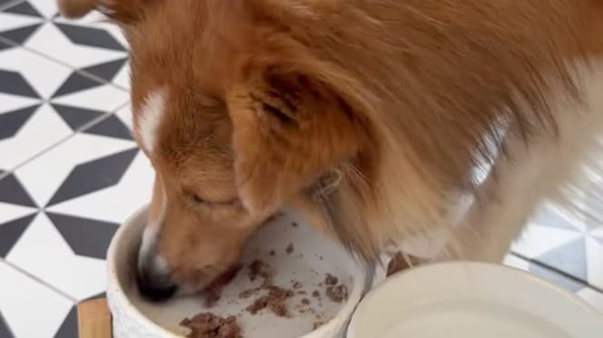 un chien qui mange