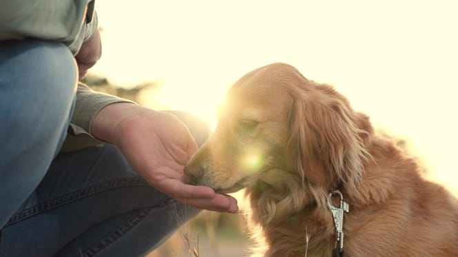 Un chien qui mange un aliment complémentaire