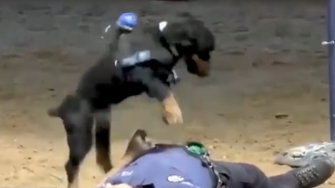 un chien qui pratique un massage cardiaque