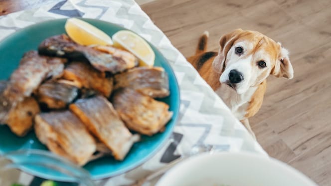 Un chien qui regarde sur la table à manger