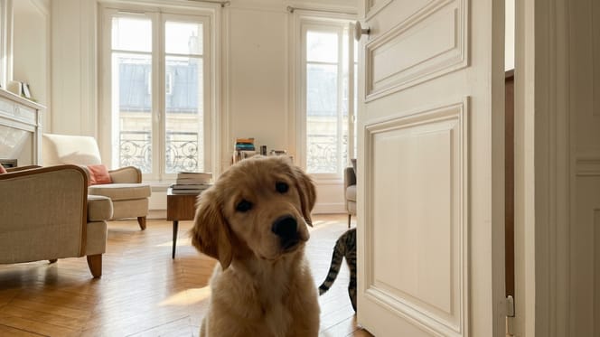 Un chien qui regarde une porte, perplexe
