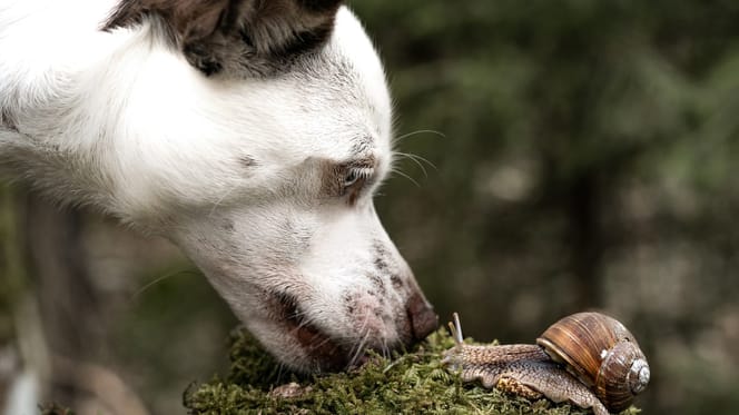 Un chien qui renifle un escargot