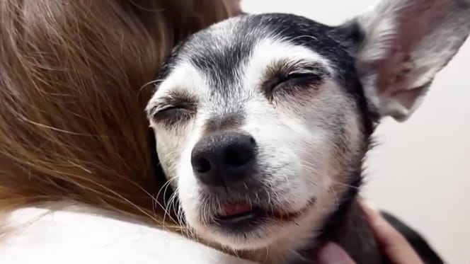 Un chien rat terrier dans les bras de son humain