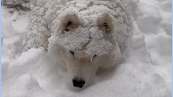 A Samoyed dog shivering in the snow