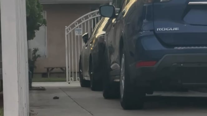 A dog hiding under a car