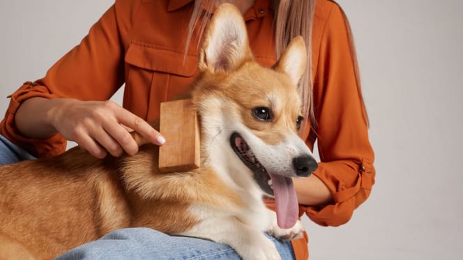 Un chien se fait brosser par son humaine